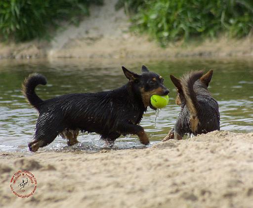 Lancashire Heeler 9R056D-377.JPG